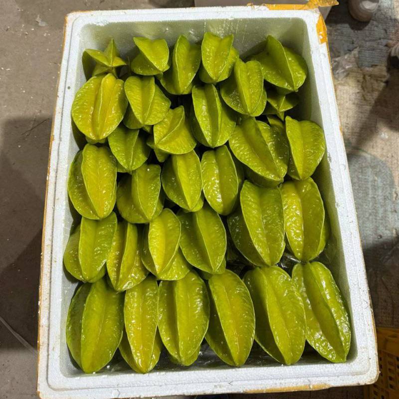 杨桃精品