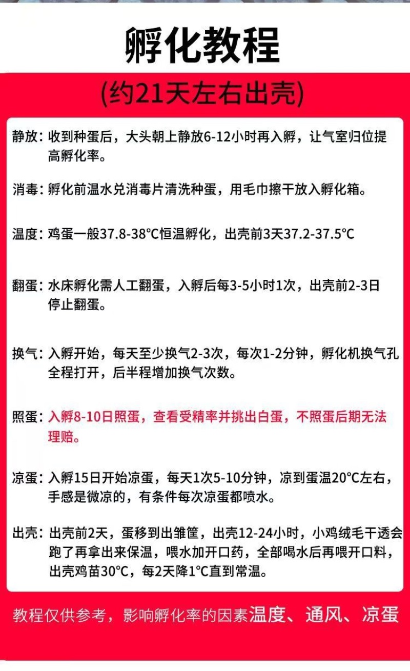 鸡种蛋土鸡种蛋麻鸡种蛋红瑶鸡种蛋保障受精率90破损补损