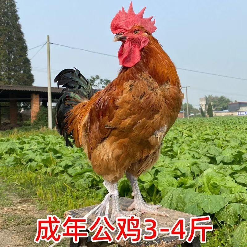鸡种蛋土鸡种蛋麻鸡种蛋红瑶鸡种蛋保障受精率90破损补损