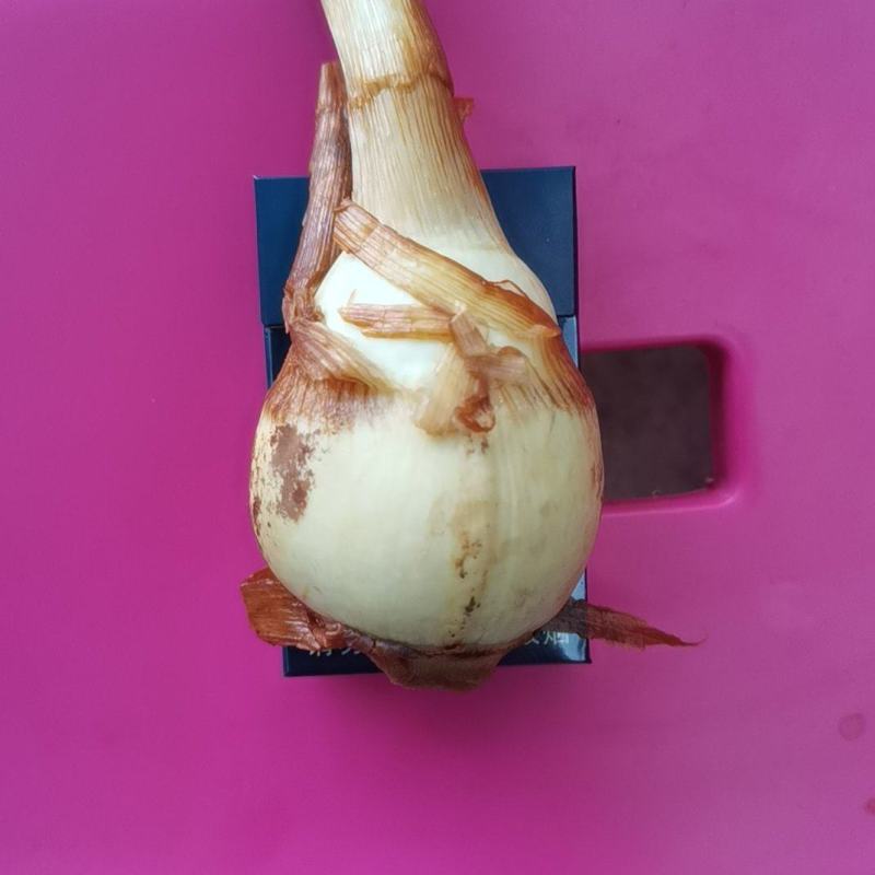 白慈姑