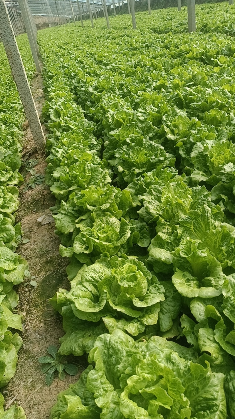 意大利生菜