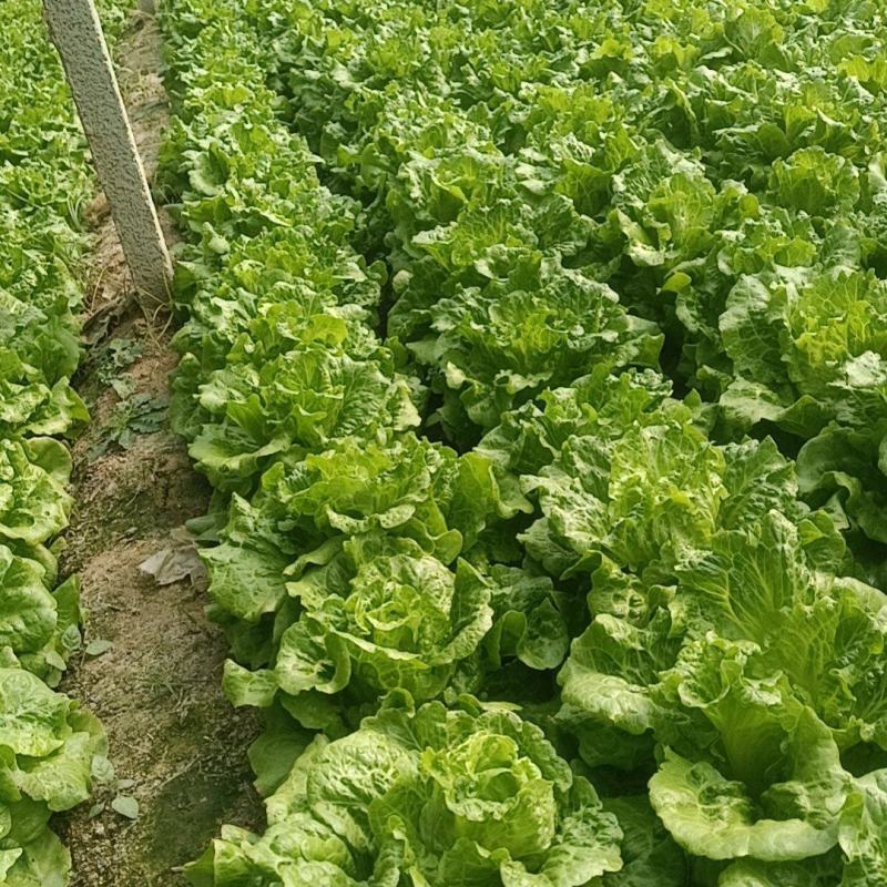 意大利生菜