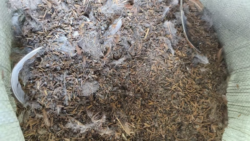 谷壳鸡粪新鲜鸡粪大量供应价格优惠谷壳鸡粪大量供应