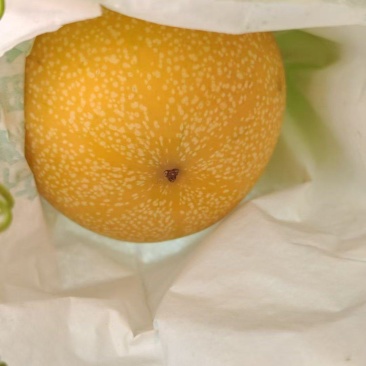 西双版纳高海拔热情果