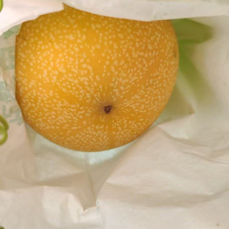 西双版纳高海拔热情果