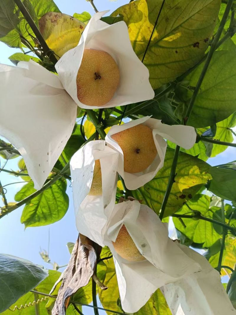 西双版纳高海拔热情果