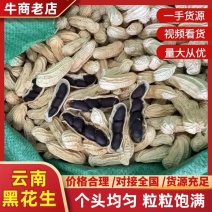 云南黑花生富硒机选带壳干货批发颗粒饱满口感甜糯