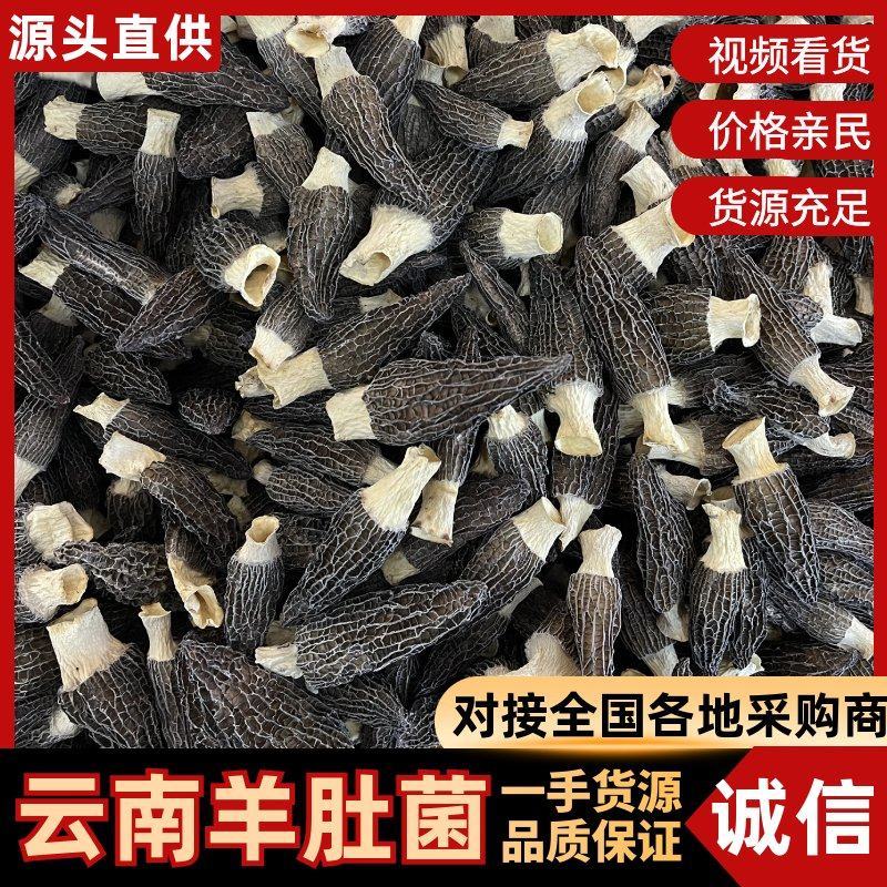 云南羊肚菌新货头茬规格齐全产地一手货源煲汤滋补