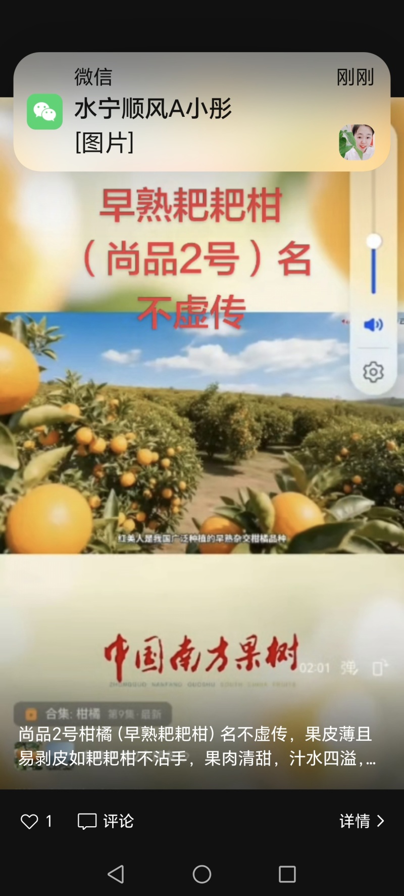 尚品2号柑橘苗，脆甜无核易剥皮丰产
