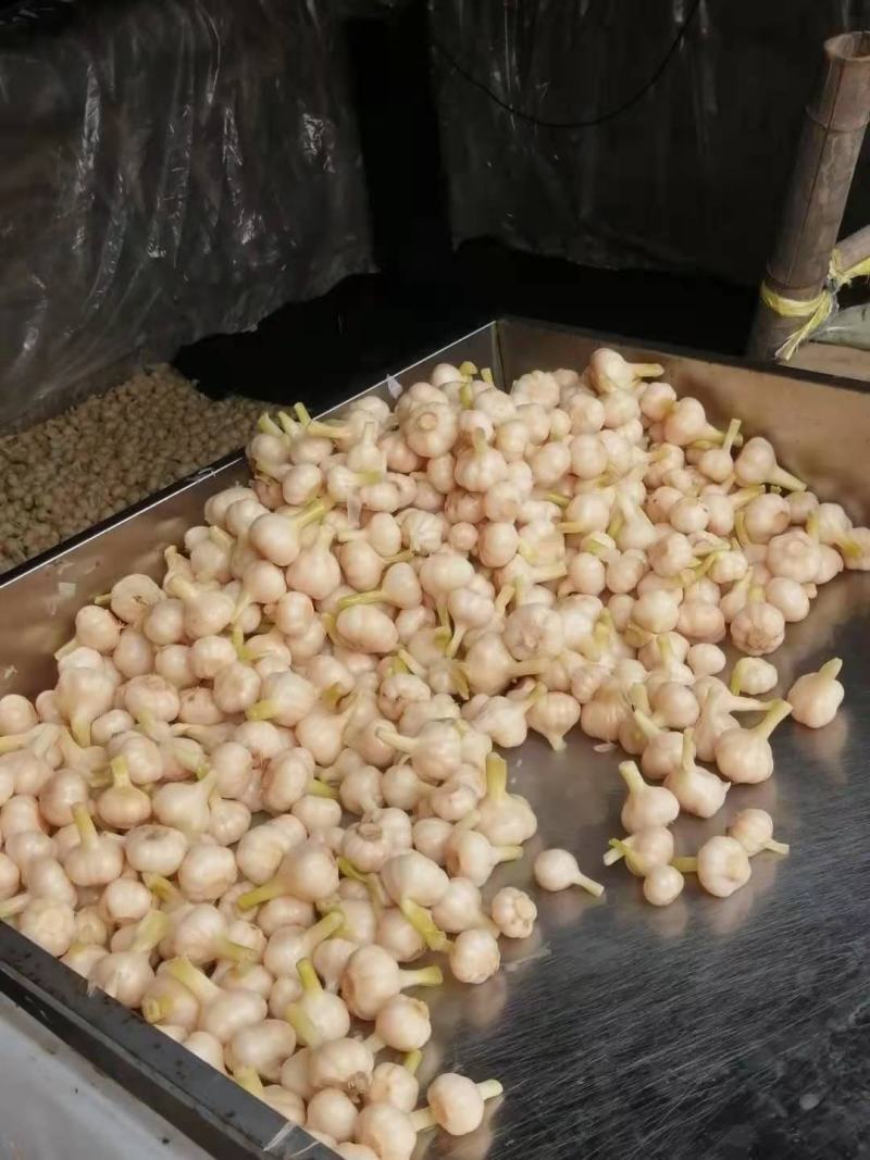 【糖蒜】金乡糖醋蒜新鲜腌制酸甜适中白度好脆度高可代工贴牌