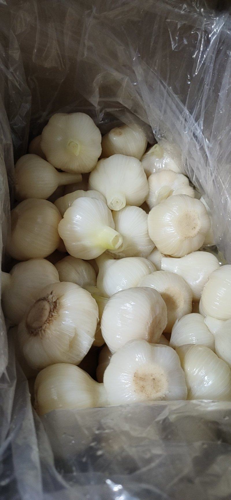 【糖蒜】金乡糖醋蒜新鲜腌制酸甜适中白度好脆度高可代工贴牌