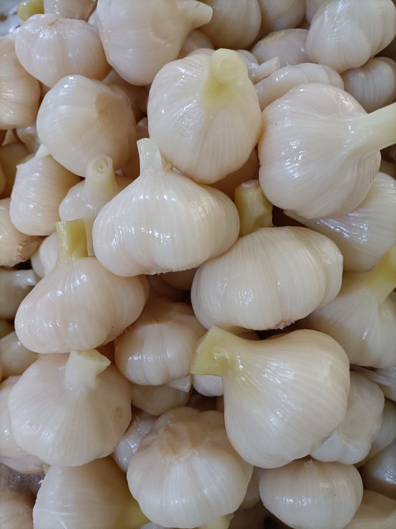 【糖蒜】金乡糖醋蒜新鲜腌制酸甜适中白度好脆度高可代工贴牌