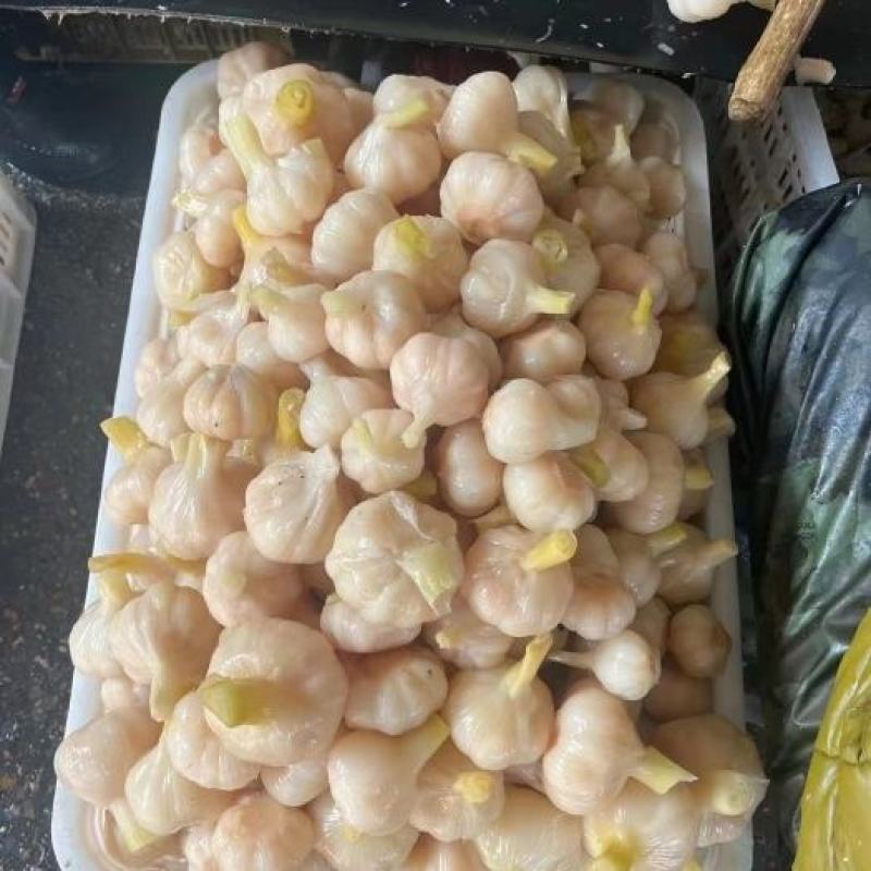 【糖蒜】金乡糖醋蒜新鲜腌制酸甜适中白度好脆度高可代工贴牌