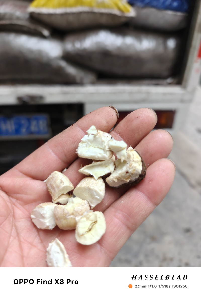 湖北省咸丰县世界唐崖油桐籽基地，需要的老板联系我