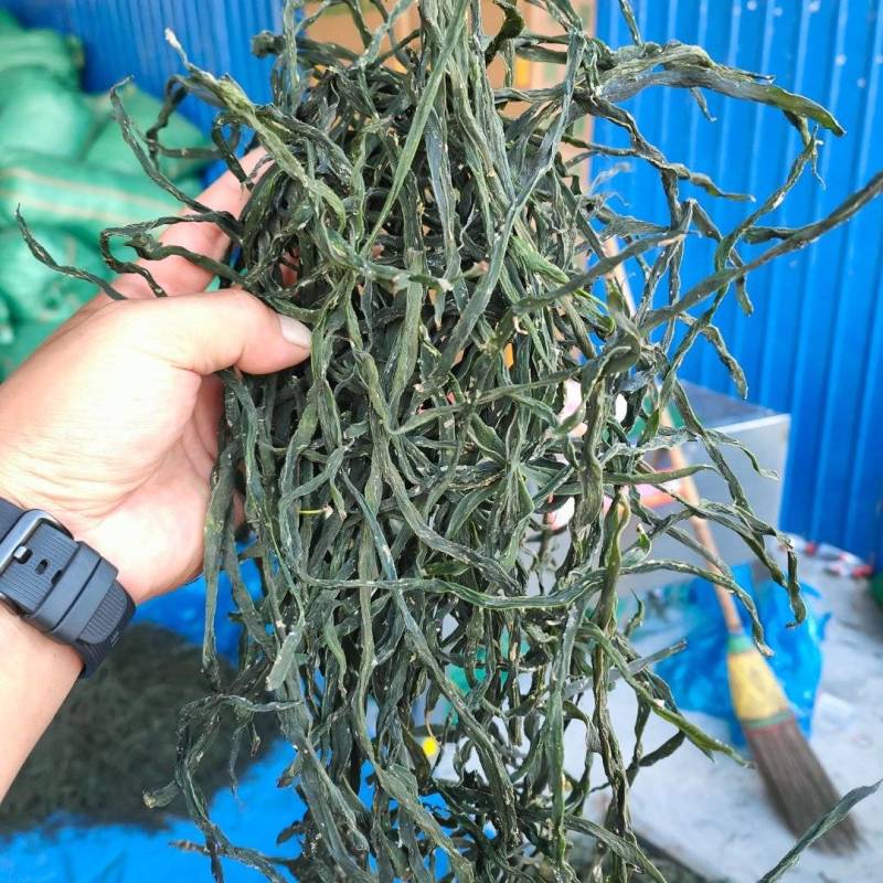 精品架豆王