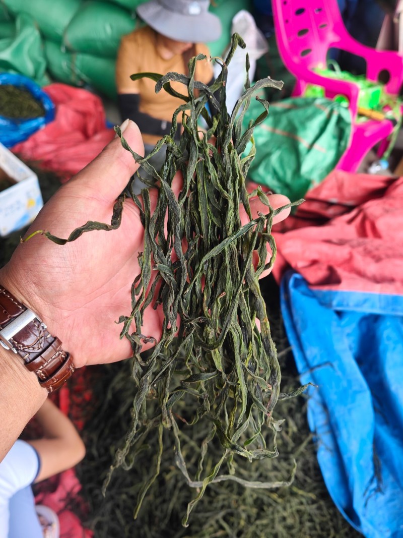 精品架豆王