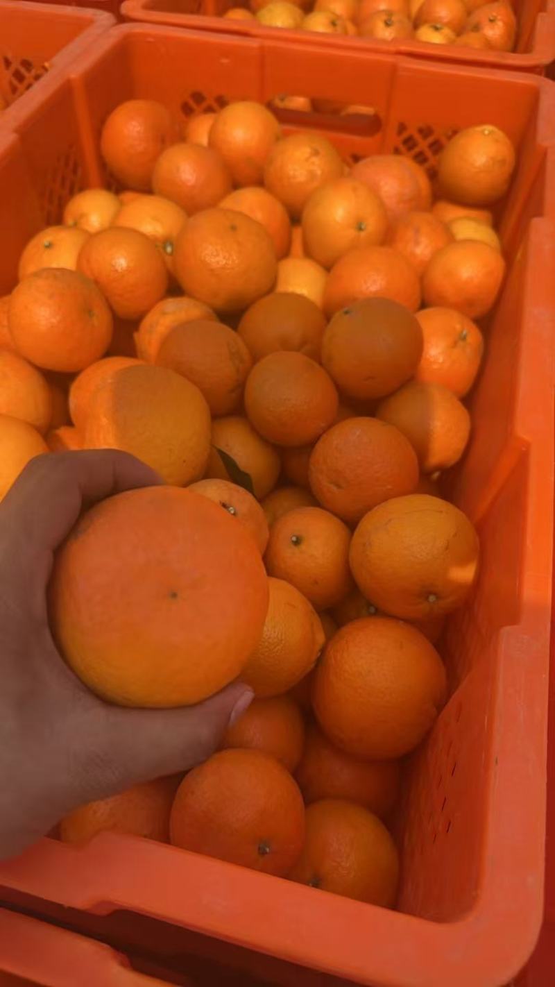 《热卖》云南沃柑基地直发对接商超团购电商出口等一条龙