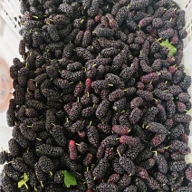 黑珍珠桑葚