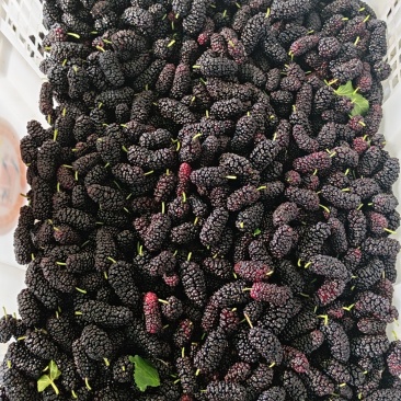 黑珍珠桑葚