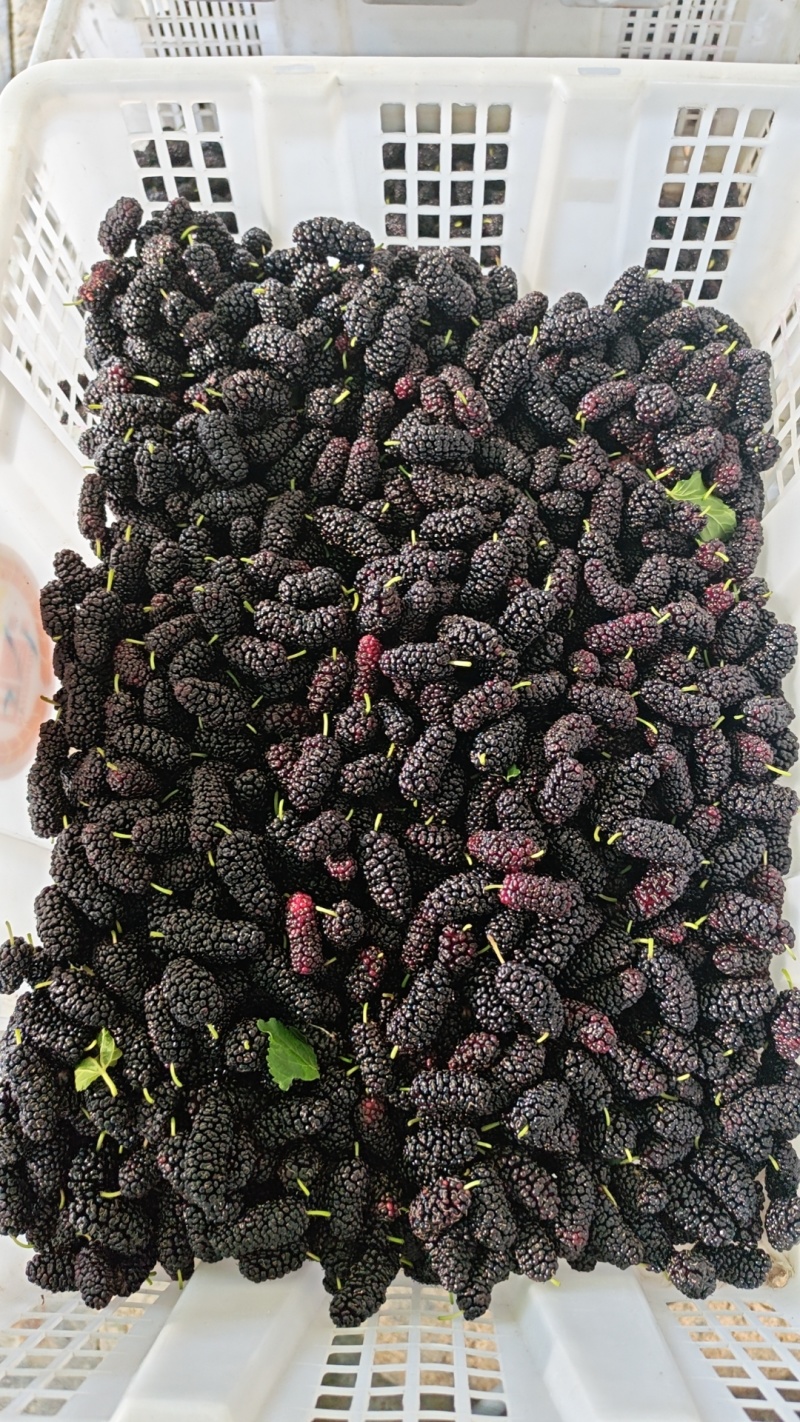 黑珍珠桑葚