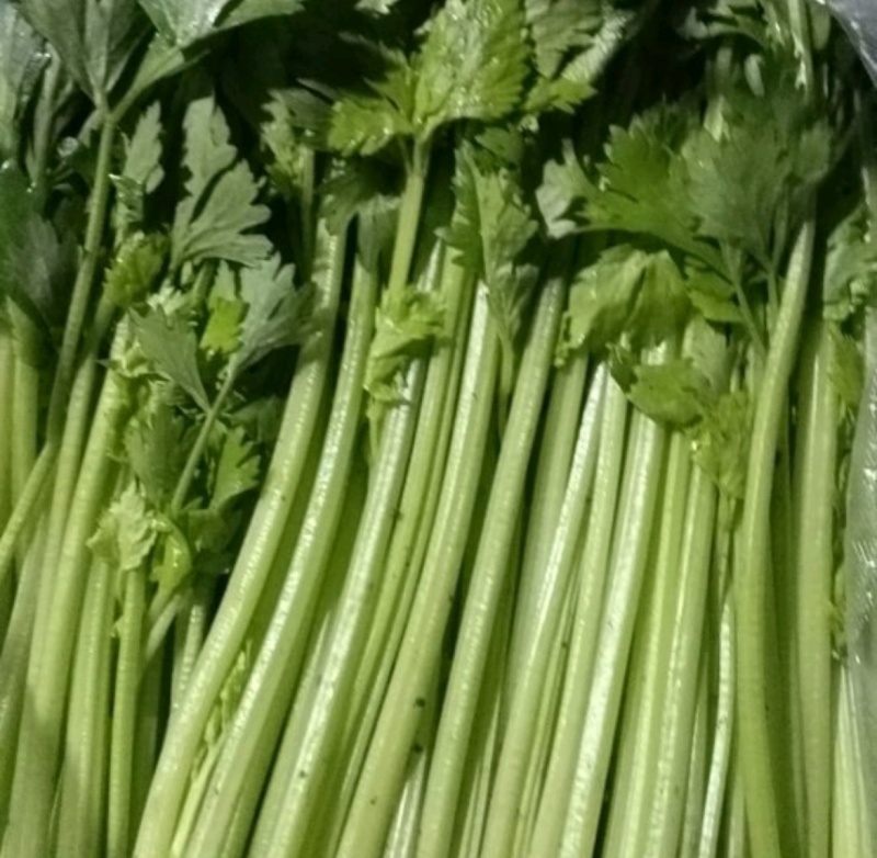 江苏淮安芹菜小香芹货源充足批发市场档口欢迎联系