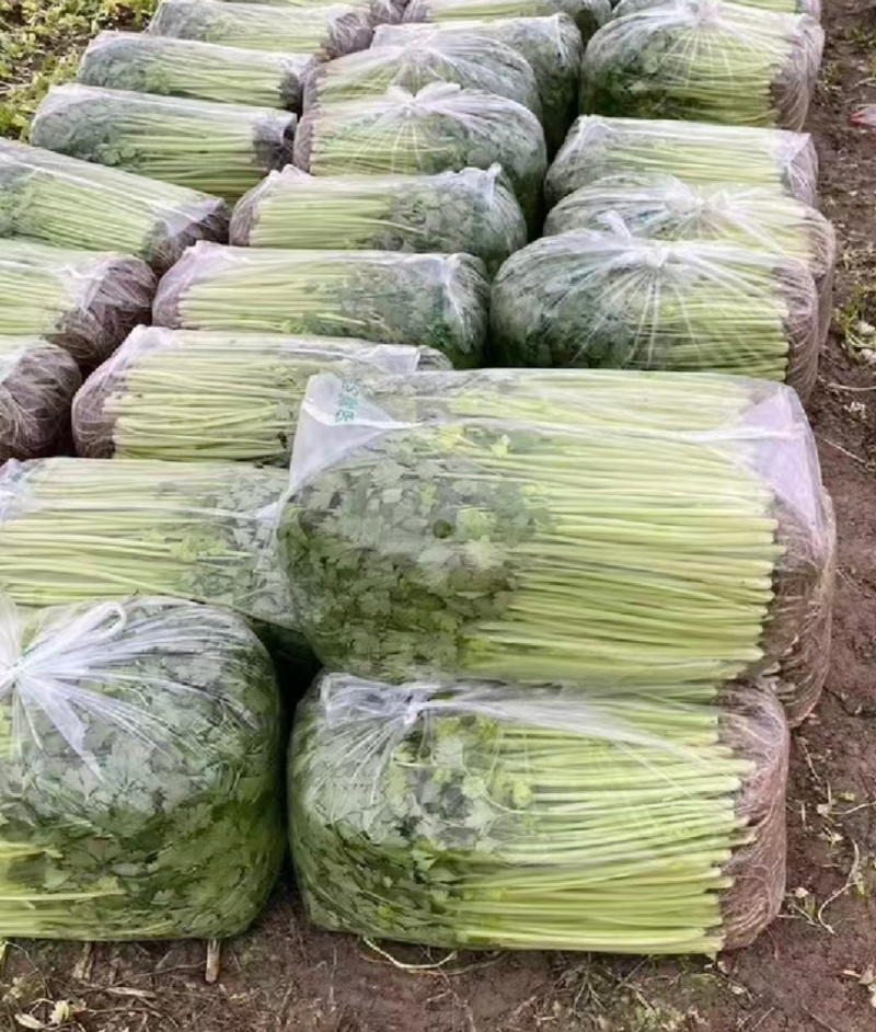 江苏淮安芹菜小香芹货源充足批发市场档口欢迎联系