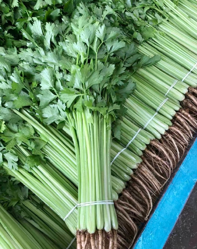 江苏淮安芹菜小香芹货源充足批发市场档口欢迎联系