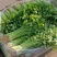 江苏淮安芹菜小香芹货源充足批发市场档口欢迎联系