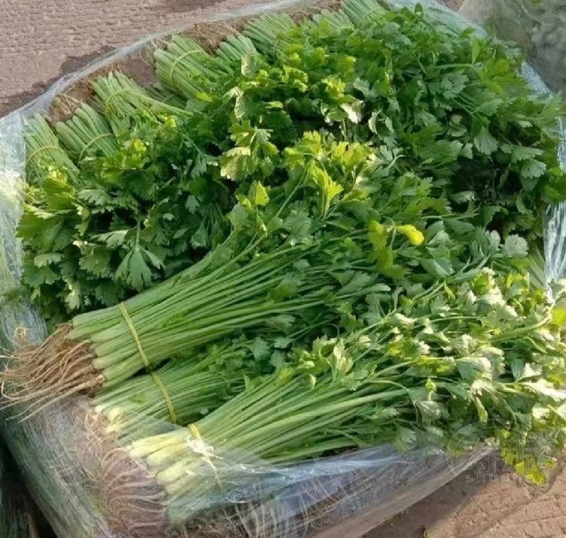江苏淮安芹菜小香芹货源充足批发市场档口欢迎联系