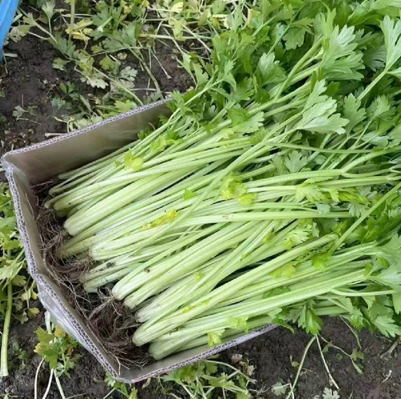 江苏淮安芹菜小香芹货源充足批发市场档口欢迎联系