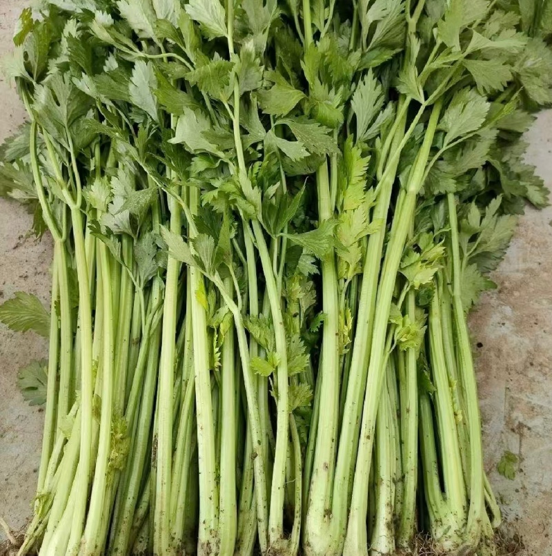 江苏淮安芹菜小香芹货源充足批发市场档口欢迎联系