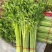 江苏淮安芹菜小香芹货源充足批发市场档口欢迎联系