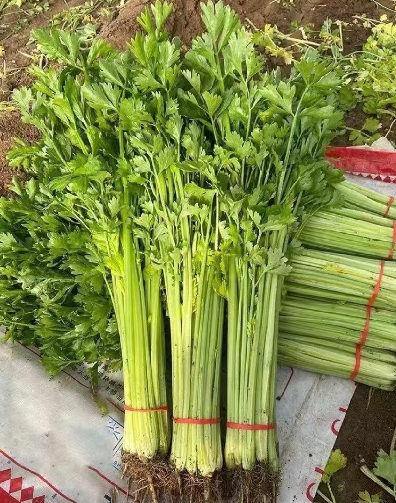 江苏淮安芹菜小香芹货源充足批发市场档口欢迎联系
