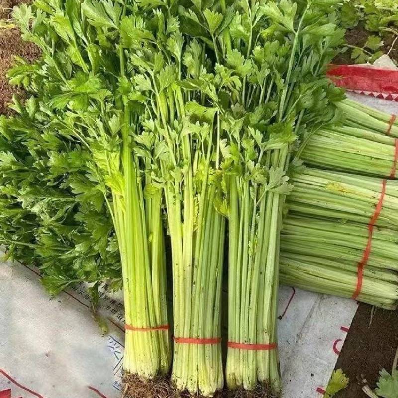 江苏淮安芹菜小香芹货源充足批发市场档口欢迎联系
