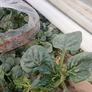 河南开封露天趴地菠菜