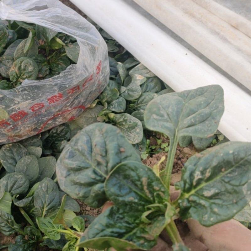 河南开封露天趴地菠菜