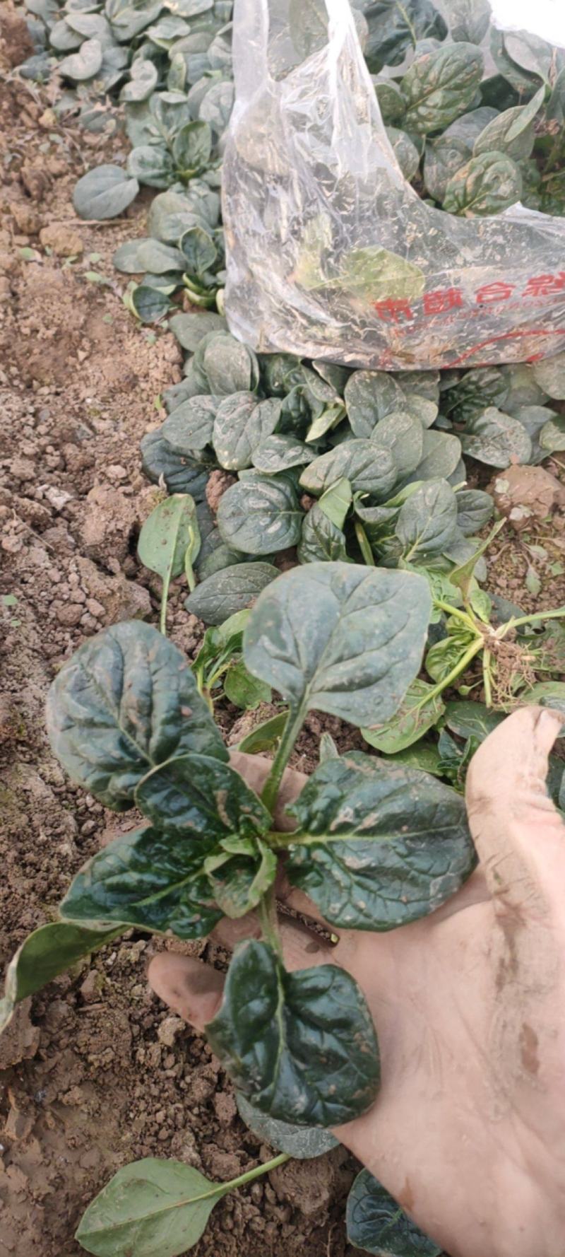 河南开封露天趴地菠菜