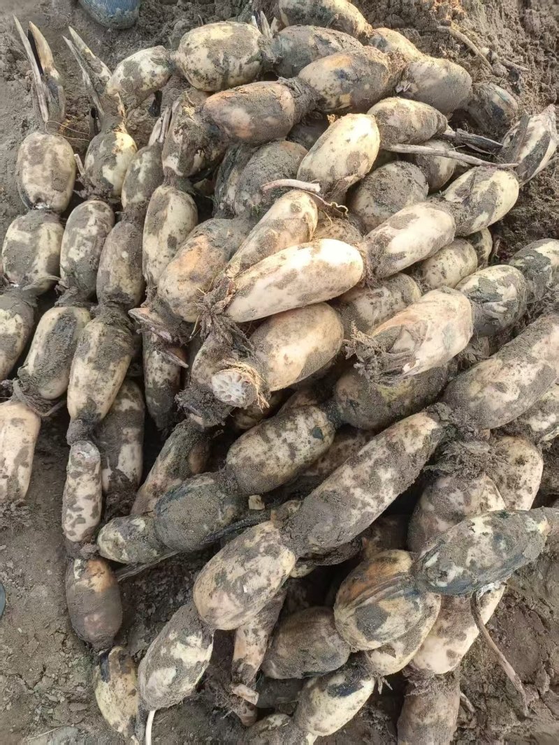 精品九孔泥莲大量有货，产地直釆，一手货源，价格随行要联糸