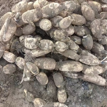 精品九孔泥莲大量有货，产地直釆，一手货源，价格随行要联糸