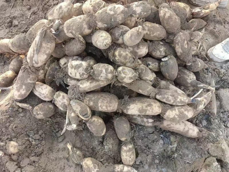 精品九孔泥莲大量有货，产地直釆，一手货源，价格随行要联糸