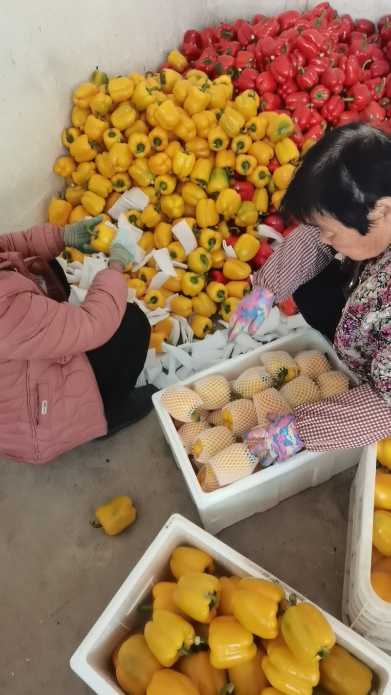 彩椒红黄彩椒大量供应欢迎来电