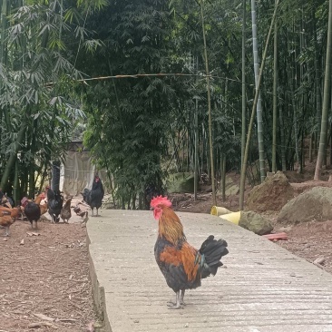 竹林跑山鸡