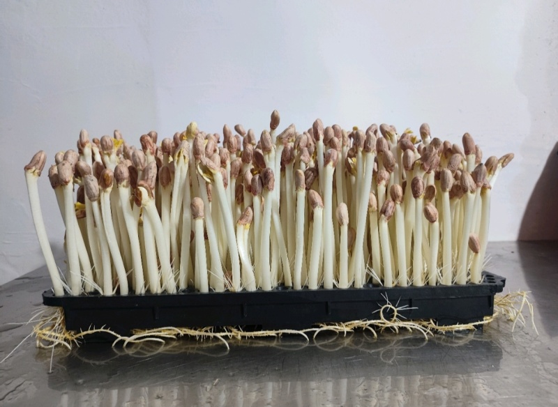 水培花生芽长寿芽清脆爽口火锅食材货源充足欢迎联
