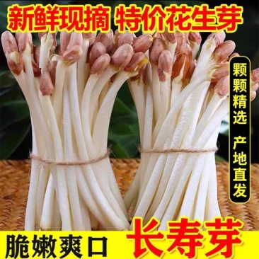 水培花生芽长寿芽清脆爽口火锅食材货源充足欢迎联