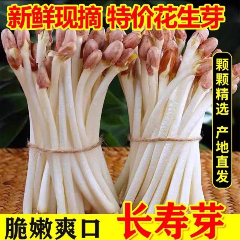 水培花生芽长寿芽清脆爽口火锅食材货源充足欢迎联