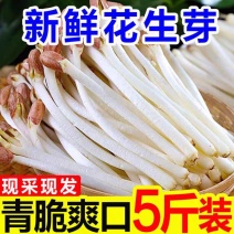水培花生芽新鲜现货一手货源供各大商超市场社区团