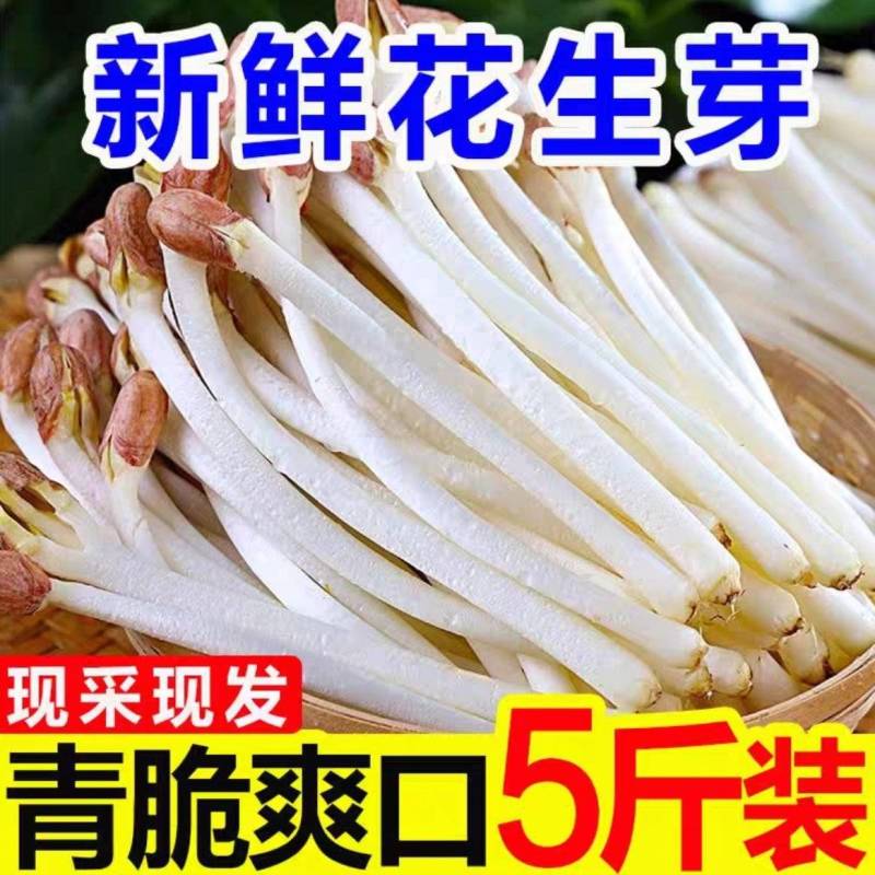 水培花生芽新鲜现货一手货源供各大商超市场社区团