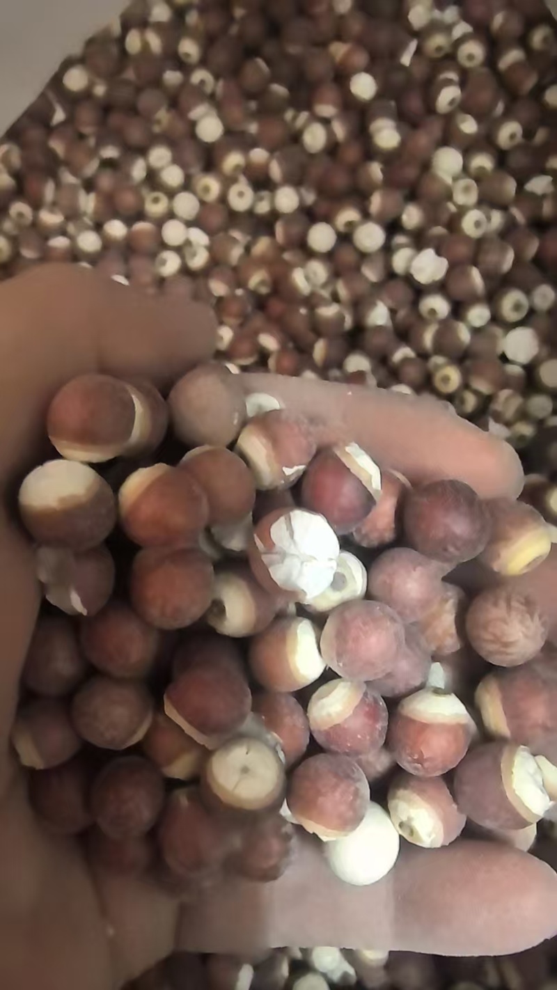 大量供应芡实货源充足，支持零售批发，欢迎对接