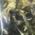 【霸王花】肉质厚实煲汤料滋补干货批发零售