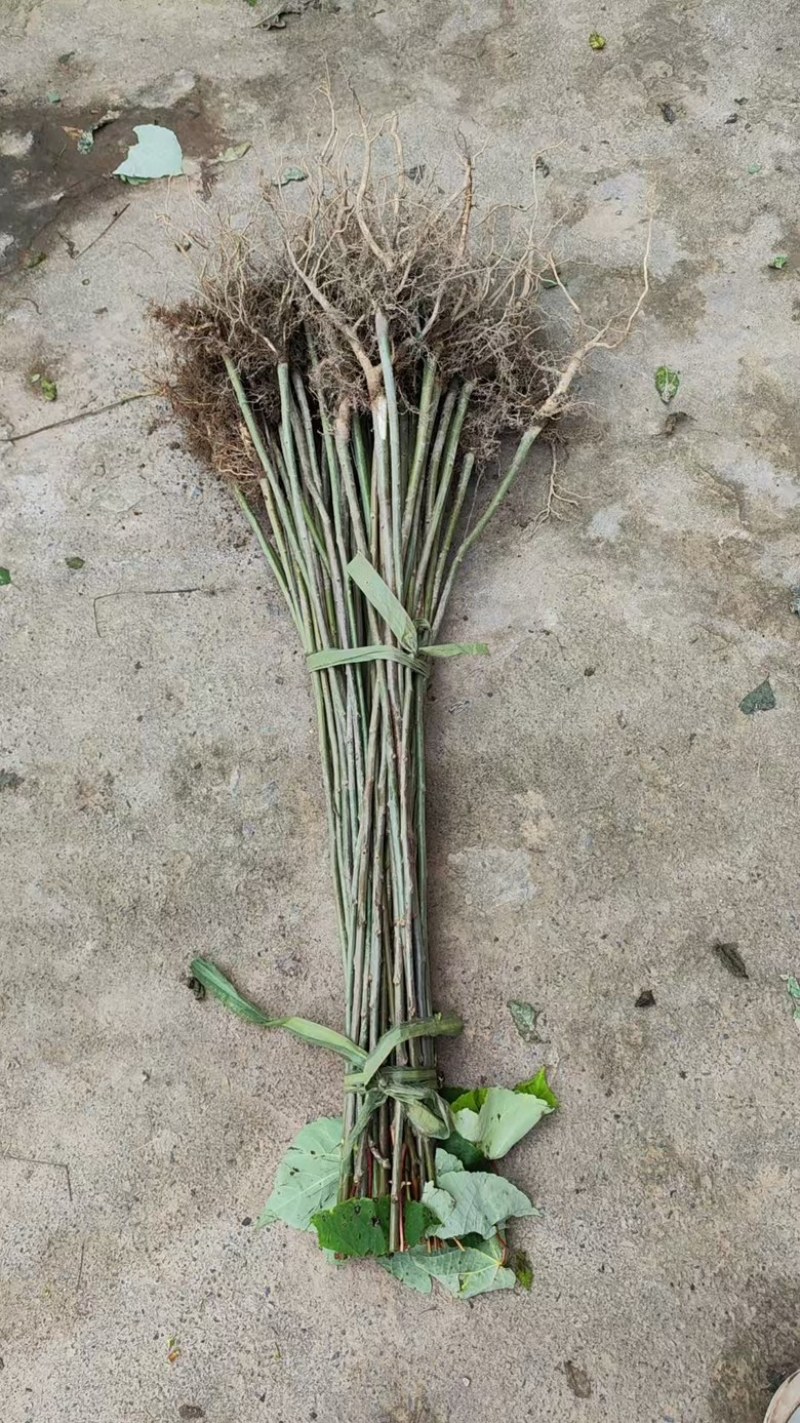毛叶山桐子苗，规格多样化，适合不同客户需求，质量有保障